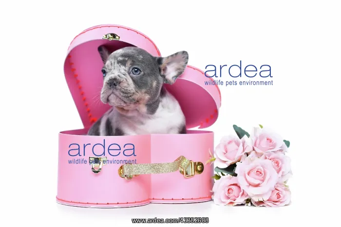 : Merle French Bulldog dog puppy in Valentine's Day : Merle French Bulldog dog puppy in Valentine's Day