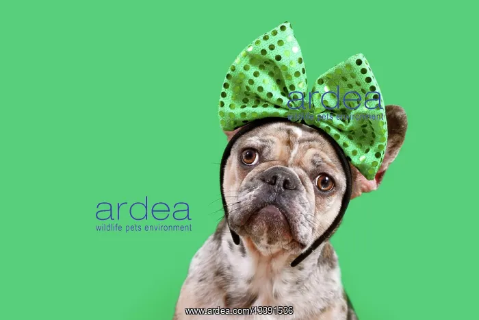 : Merle French Bulldog dog wearing St. Patricks Day : Merle French Bulldog dog wearing St. Patricks Day