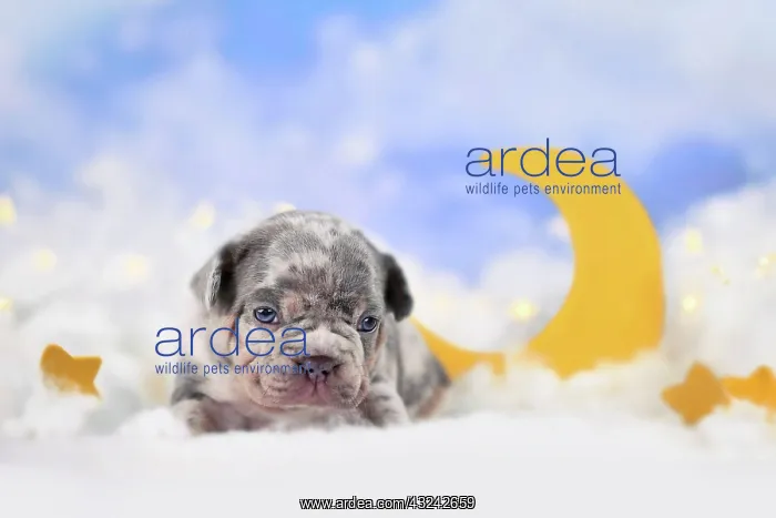 : Merle tan French Bulldog puppy between fluffy clouds : Merle tan French Bulldog puppy between fluffy clouds