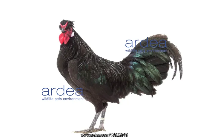  : Merlerault Chicken Cockerel  /  Rooster