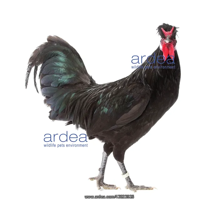  : Merlerault Chicken Cockerel  /  Rooster