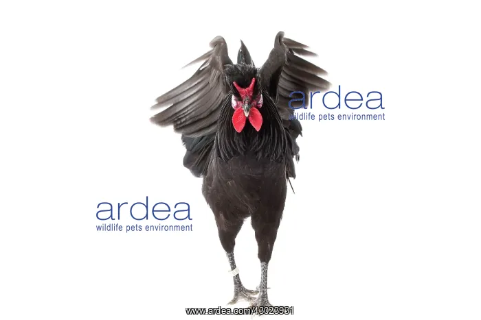  : Merlerault Chicken Cockerel  /  Rooster