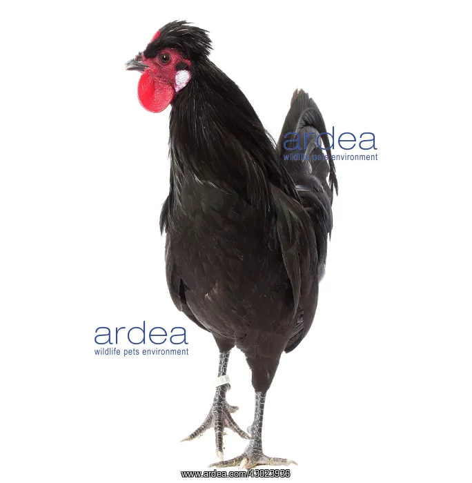  : Merlerault Chicken Cockerel  /  Rooster