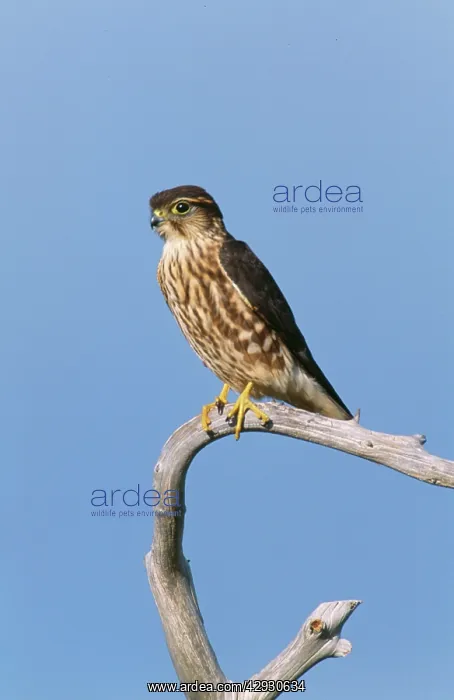 : Merlin (Falco columbarius). Cape May, New Jersey, USA : Merlin (Falco columbarius). Cape May, New Jersey, USA
