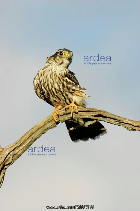 : Merlin (Falco columbarius). Photographed in Cape May New Jersey during : Merlin (Falco columbarius). Photographed in Cape May New Jersey during