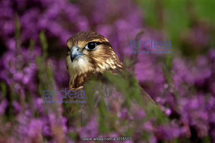  : Merlin young in heather. UK