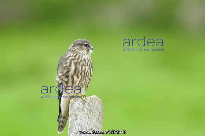 : Merlin. Young Merlin (Falco columbarius) perched on a wooden pile : Merlin. Young Merlin (Falco columbarius) perched on a wooden pile