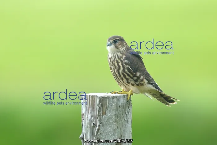  : Merlin. Young Merlin (Falco columbarius) perched on a wooden pile