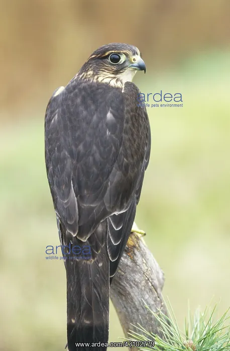 : Merlin (Falco columbarius) in Canada : Merlin (Falco columbarius) in Canada