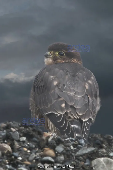 : Merlin (Falco columbarius) sits atop road construction debris west of Grassy Pass : Merlin (Falco columbarius) sits atop road construction debris west of Grassy Pass