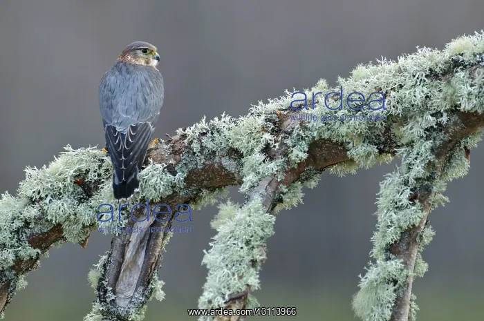 : Merlin (Falco columbarius) perched on a tree covered with lichen : Merlin (Falco columbarius) perched on a tree covered with lichen
