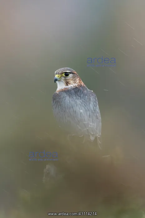 : Merlin. A Merlin (Falco columbarius) sitting in rainfall : Merlin. A Merlin (Falco columbarius) sitting in rainfall