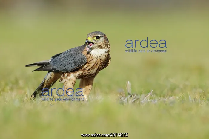 : Merlin. A Merlin (Falco columbarius) eating on prey : Merlin. A Merlin (Falco columbarius) eating on prey