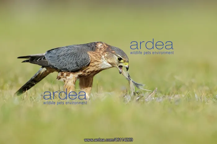: Merlin. A Merlin (Falco columbarius) eating on prey : Merlin. A Merlin (Falco columbarius) eating on prey