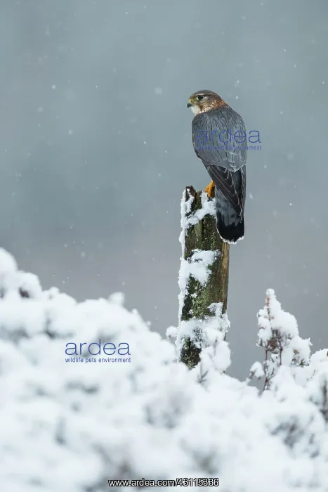 : Merlin (Falco columbarius) male perched on a pole during snowfall : Merlin (Falco columbarius) male perched on a pole during snowfall