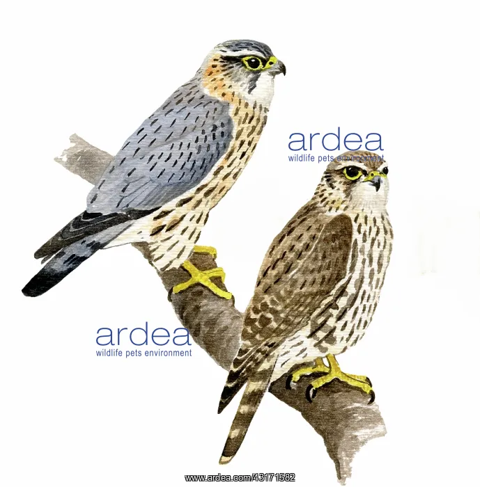 : Merlin (Falco columbarius) male left and female right : Merlin (Falco columbarius) male left and female right