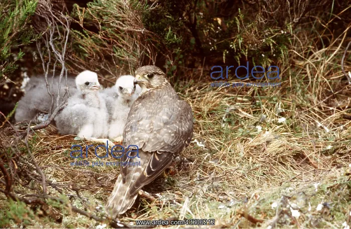 : MERLIN - adult, chicks at nest : MERLIN - adult, chicks at nest