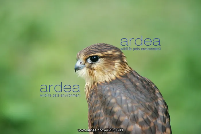 : MERLIN - CLOSE-UP OF HEAD : MERLIN - CLOSE-UP OF HEAD