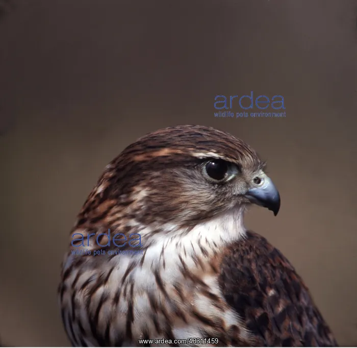 : MERLIN - close-up of head : MERLIN - close-up of head