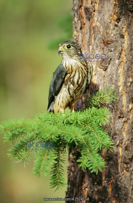 : MERLIN - on evergreen : MERLIN - on evergreen