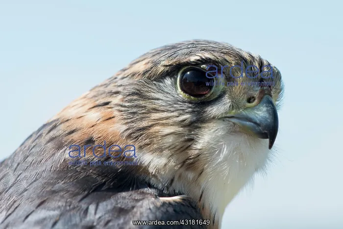 : Merlin (Falco columbarius), portrait, Emsland, Lower : Merlin (Falco columbarius), portrait, Emsland, Lower