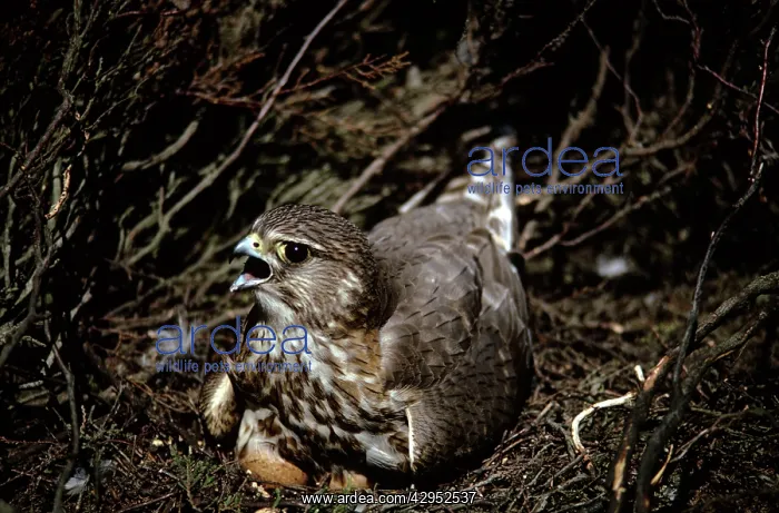 : Merlin - female on nest incubating eggs : Merlin - female on nest incubating eggs