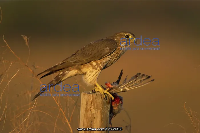 : Merlin - female with prey on post : Merlin - female with prey on post