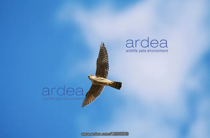 : Merlin - in flight : Merlin - in flight