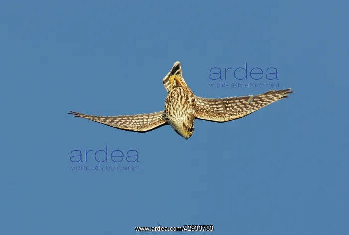 : Merlin - in flight : Merlin - in flight