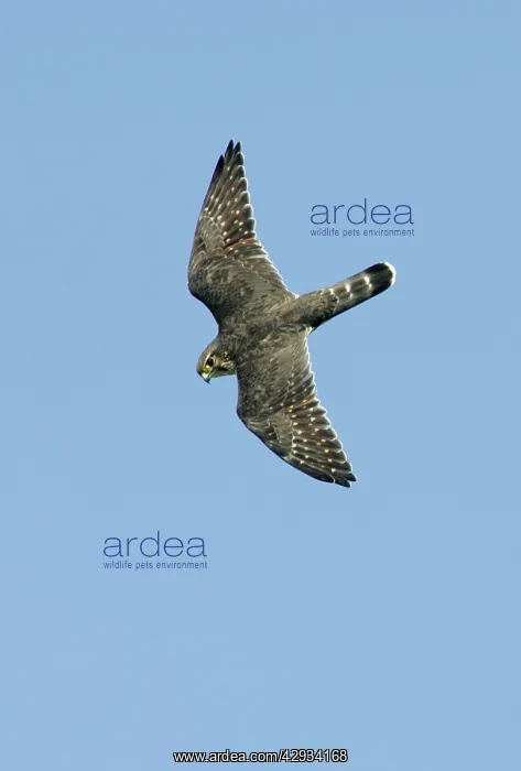 : Merlin - in flight : Merlin - in flight