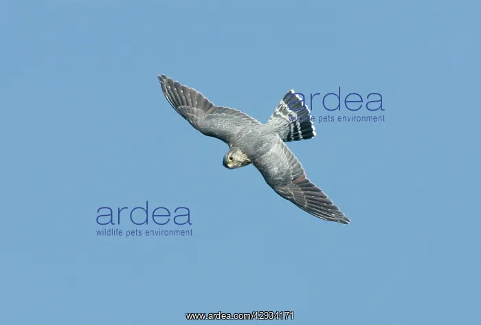 : Merlin - in flight : Merlin - in flight