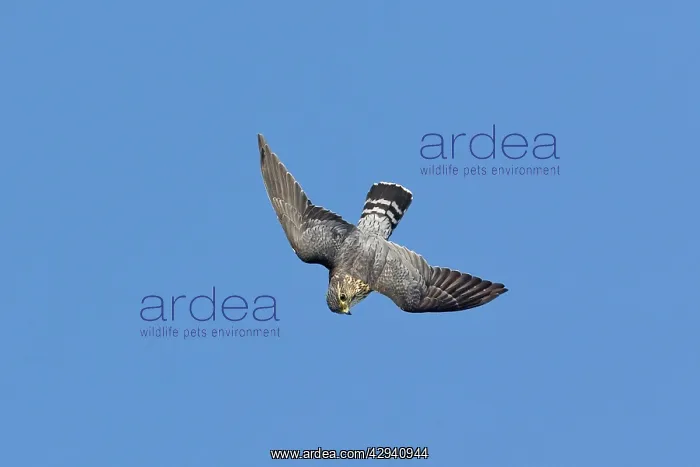 : Merlin - in flight : Merlin - in flight