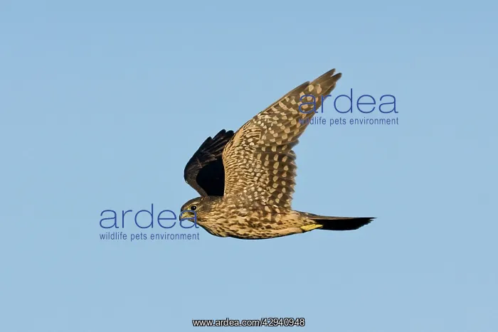 : Merlin - in flight : Merlin - in flight