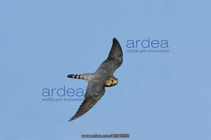 : Merlin - in flight : Merlin - in flight