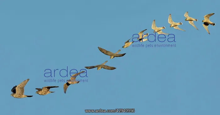 : Merlin - in flight : Merlin - in flight
