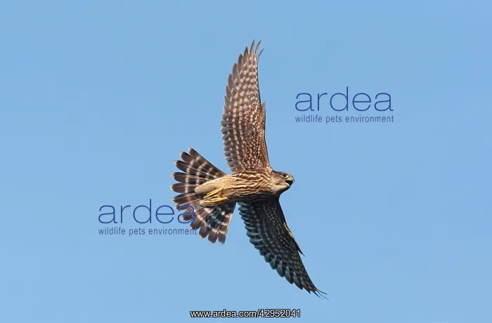 : Merlin - in flight : Merlin - in flight