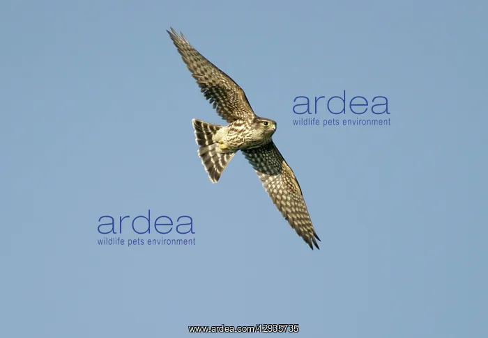 : Merlin - in flight, during the autumn migration : Merlin - in flight, during the autumn migration
