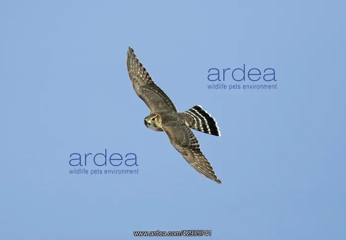: Merlin - in flight, during the autumn migration : Merlin - in flight, during the autumn migration