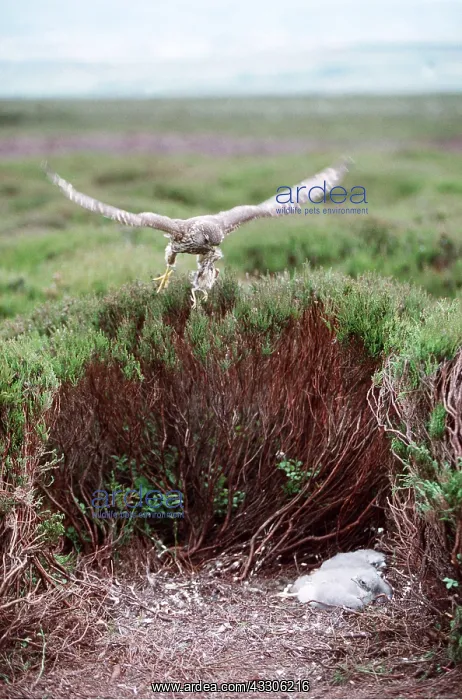 : MERLIN - in flight, with prey, returning to nest : MERLIN - in flight, with prey, returning to nest