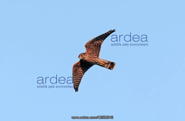 : Merlin - immature in flight : Merlin - immature in flight
