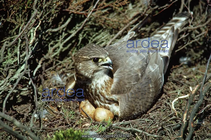  : Merlin - incubating