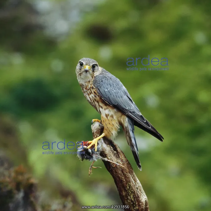  : MERLIN - male, with meadow Pipit kill