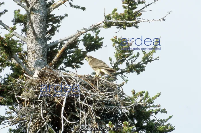 : Merlin in Nest : Merlin in Nest