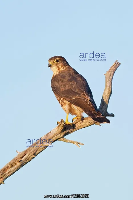 : Merlin - perched on branch : Merlin - perched on branch