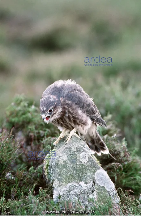 : MERLIN - on rock, calling : MERLIN - on rock, calling