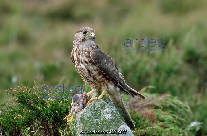 : MERLIN - on rock, prey in talon : MERLIN - on rock, prey in talon