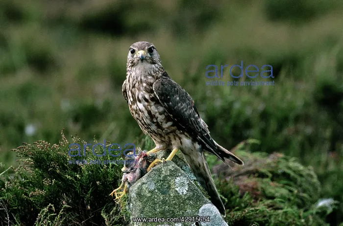 : MERLIN - ON ROCK, PREY IN TALONS LOOKING AT CAMERA : MERLIN - ON ROCK, PREY IN TALONS LOOKING AT CAMERA