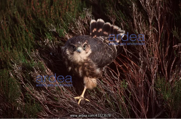 : MERLIN - standing in heather : MERLIN - standing in heather