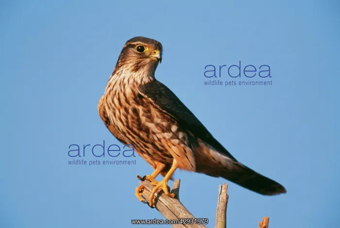 : MERLIN - ON TREE BRANCH : MERLIN - ON TREE BRANCH
