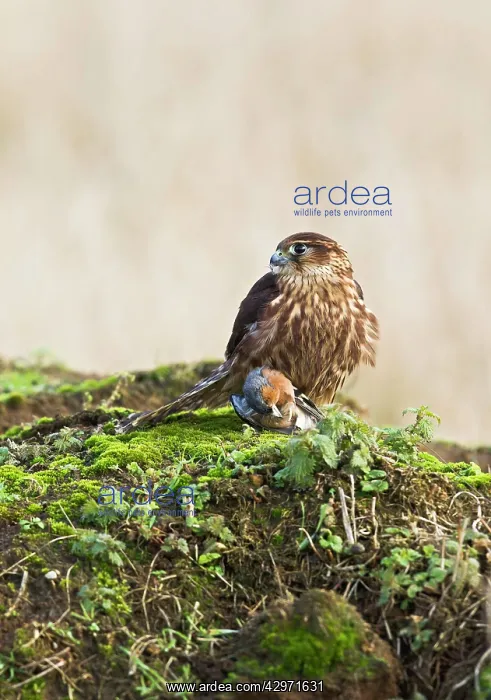 : Merlin - young male with Chaffinch : Merlin - young male with Chaffinch